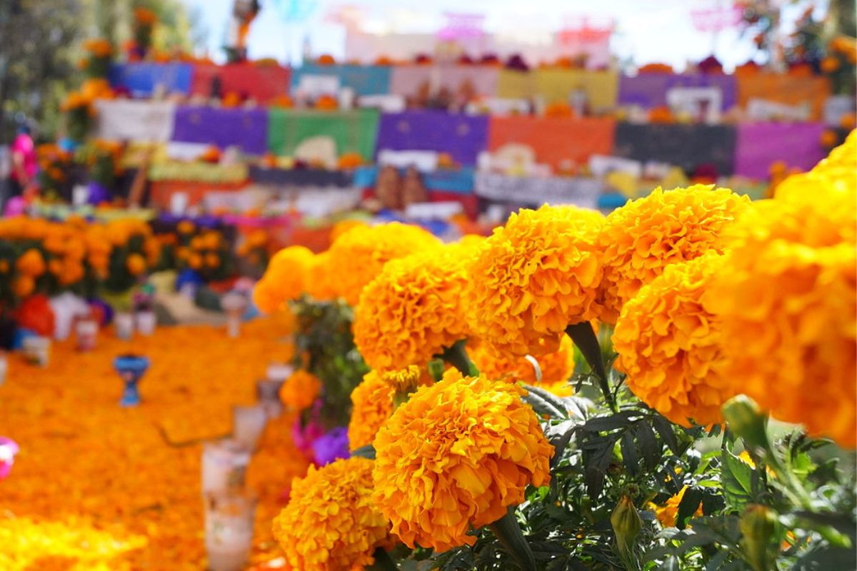 Presentan festival “Cempasúchil, un viaje al pasado” por Día de Muertos
